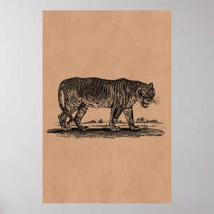 Vintage-Tiger-Illustration - 1800er Tiger Afrikani Poster