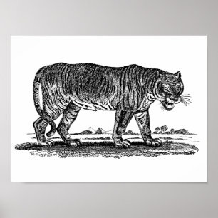 Vintage-Tiger-Illustration - 1800er Tiger Afrikani Poster