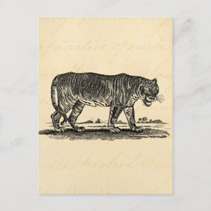 Vintage Tiger-Illustration - Tiger Afrikaner des 1 Postkarte