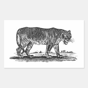 Vintage Tiger-Illustration - Tiger Afrikaner des 1 Rechteckiger Aufkleber