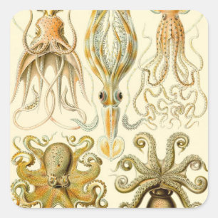 Vintage-Tintenfisch Gamochonia von Ernst Haeckel Quadratischer Aufkleber