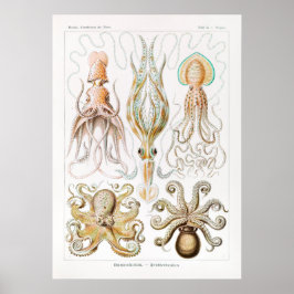 Vintage Tintenfisch-/Kraken-Illustration Poster