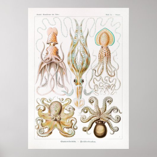 Vintage Tintenfisch-/Kraken-Illustration Poster (Vorne)