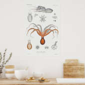 Vintage Tintenfisch-/Kraken-Illustration Poster (Küche)