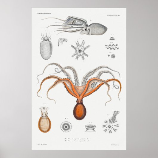 Vintage Tintenfisch-/Kraken-Illustration Poster (Vorne)