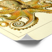 Vintage Tintenfisch-/Kraken-Illustration Poster (Ecke)