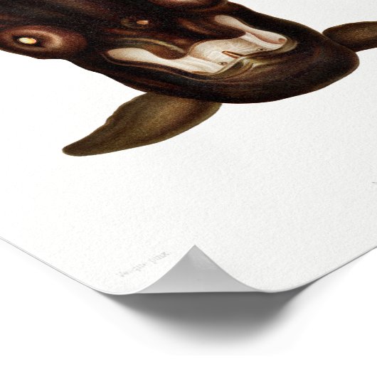 Vintage Tintenfisch-/Kraken-Illustration Poster (Ecke)