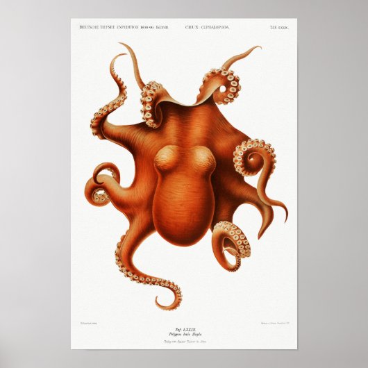 Vintage Tintenfisch-/Kraken-Illustration Poster (Vorne)