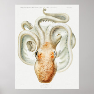 Vintage-Tintenfisch/Oktopus-Illustration Poster