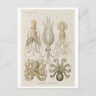 Vintage Tintenfisch von Haeckel Postkarte