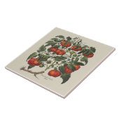Vintage Tomate-Druck-Fliese Fliese (Seite)