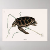 Vintage Tortoise Illustration Poster (Vorne)