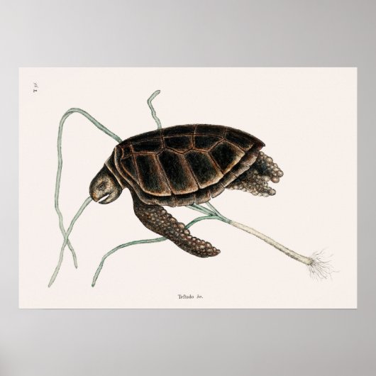 Vintage Tortoise Illustration Poster (Vorne)