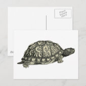 Vintage Tortoise Illustration Postkarte (Vorne/Hinten)