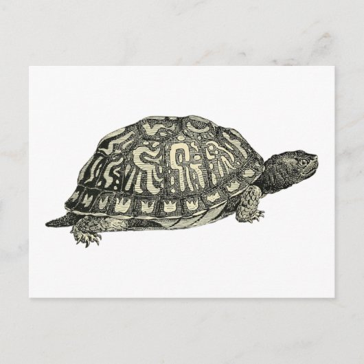 Vintage Tortoise Illustration Postkarte (Vorderseite)