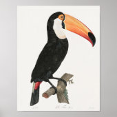 Vintage Toucan Illustration Poster (Vorne)