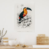 Vintage Toucan Illustration Poster (Küche)