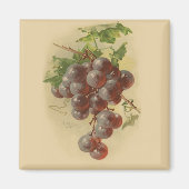 Vintage Trauben Magnet (Vorne)