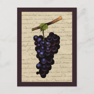 Vintage Trauben Postkarte