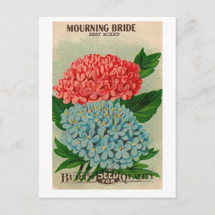 Vintage Trauerbrücke Blume Sedpack Postkarte