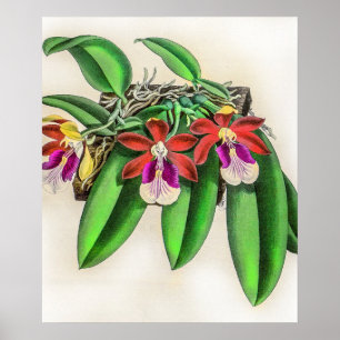 Vintage Trichocentrum Albopurpureum Orchid-Blume Poster