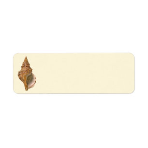 Vintage Triton Seashell Muschel, Meerestiere