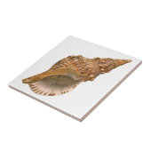 Vintage Triton Seashell Muschel, Meerestiere Fliese (Seite)