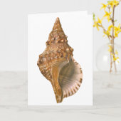 Vintage Triton Seashell Muschel, Meerestiere Karte (Gelbe Blume)