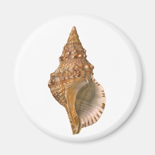 Vintage Triton Seashell Muschel, Meerestiere Magnet (Vorne)