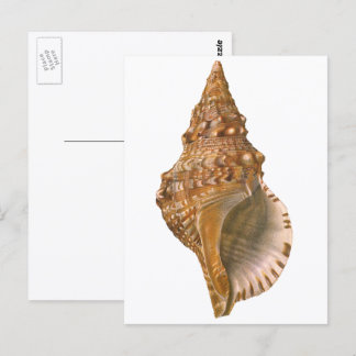 Vintage Triton Seashell Muschel, Meerestiere Postkarte