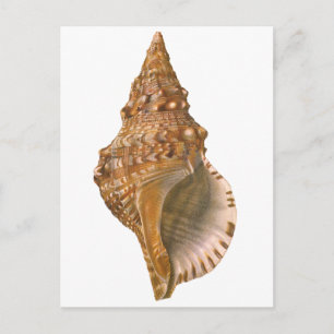 Vintage Triton Seashell Muschel, Meerestiere Postkarte