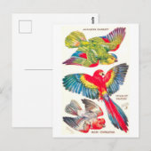Vintage Tropenvögel Postkarte (Vorne/Hinten)