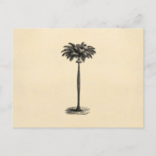 Vintage Tropische Insel Palmenbaum Vorlage Leer Postkarte