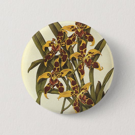 Vintage tropische Odontoglossum Orchid-Blume Button (Vorderseite)
