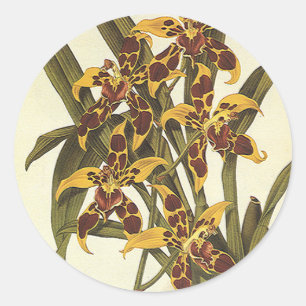 Vintage tropische Odontoglossum Orchid-Blume Runder Aufkleber