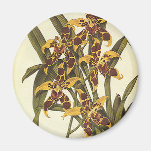 Vintage tropische Odontoglossum-Orchideenblüten Magnet