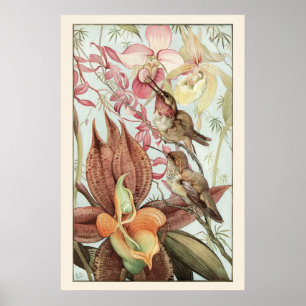 Vintage tropische Orchideen, Blumen und Kolibris Poster