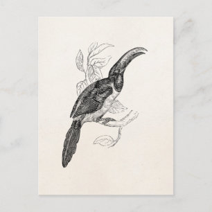 Vintage-Tukan-Tropenvogel - Retro-Vögel 1800er Jah Postkarte