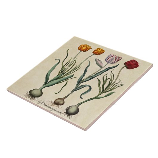 Vintage Tulips Illustration Gelb Rosa Tulip Fliese (Seite)