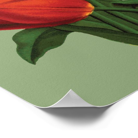 Vintage Tulips Poster (Ecke)