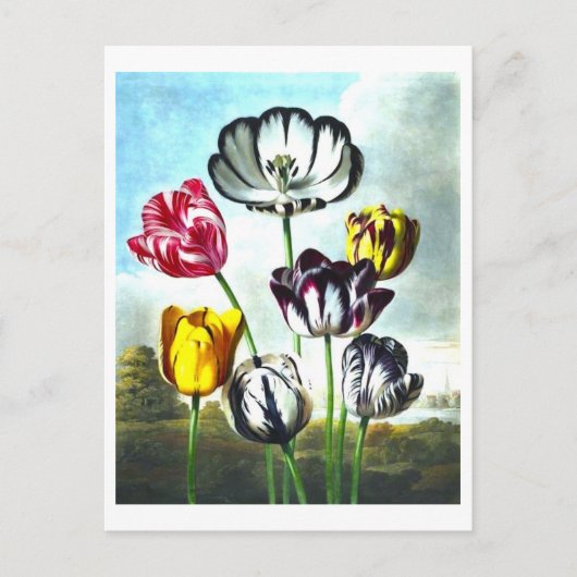 Vintage Tulips Postkarte (Vorderseite)