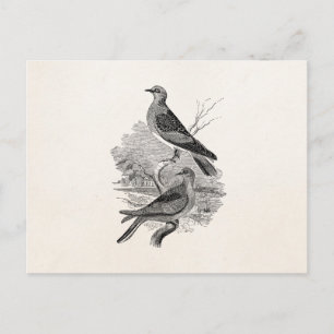 Vintage-Turteltauben-Vogel personalisierte Taube V Postkarte