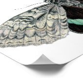 Vintage Typografische Moth-Illustration Poster (Ecke)