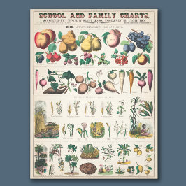 Vintage Übersicht über die botanische Bildung der  Fotodruck