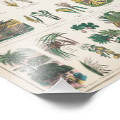 Vintage Übersicht über die botanische Bildung der Fotodruck (Ecke)