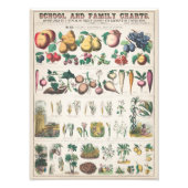 Vintage Übersicht über die botanische Bildung der Fotodruck (Vorne)