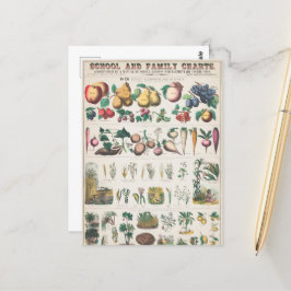 Vintage Übersicht über die botanische Bildung der  Postkarte