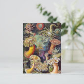 Vintage Underwater Sea Anemones by Ernst Haeckel Postkarte (Stehend Vorderseite)