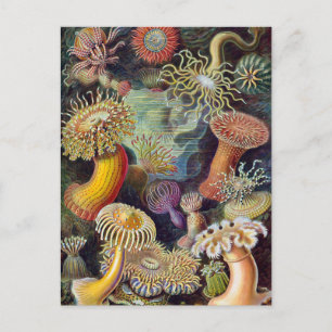 Vintage Underwater Sea Anemones by Ernst Haeckel Postkarte