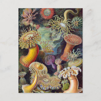 Vintage Underwater Sea Anemones by Ernst Haeckel Postkarte